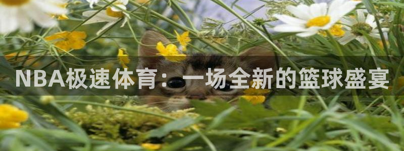 直播熊猫：NBA极速体育：一场全新的篮球盛宴